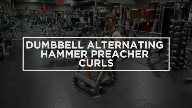 Dumbbell Alternating Hammer Preacher Curls demonstration