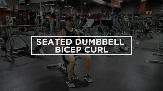 Seated Dumbbell Bicep Curl demonstration